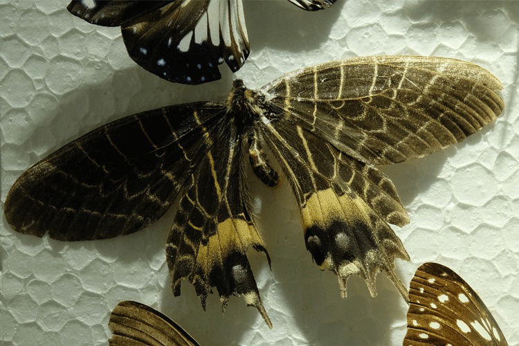 Natural History Gallery